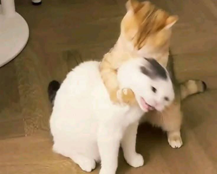 𝘌𝘷𝘢𝘯 tweet media