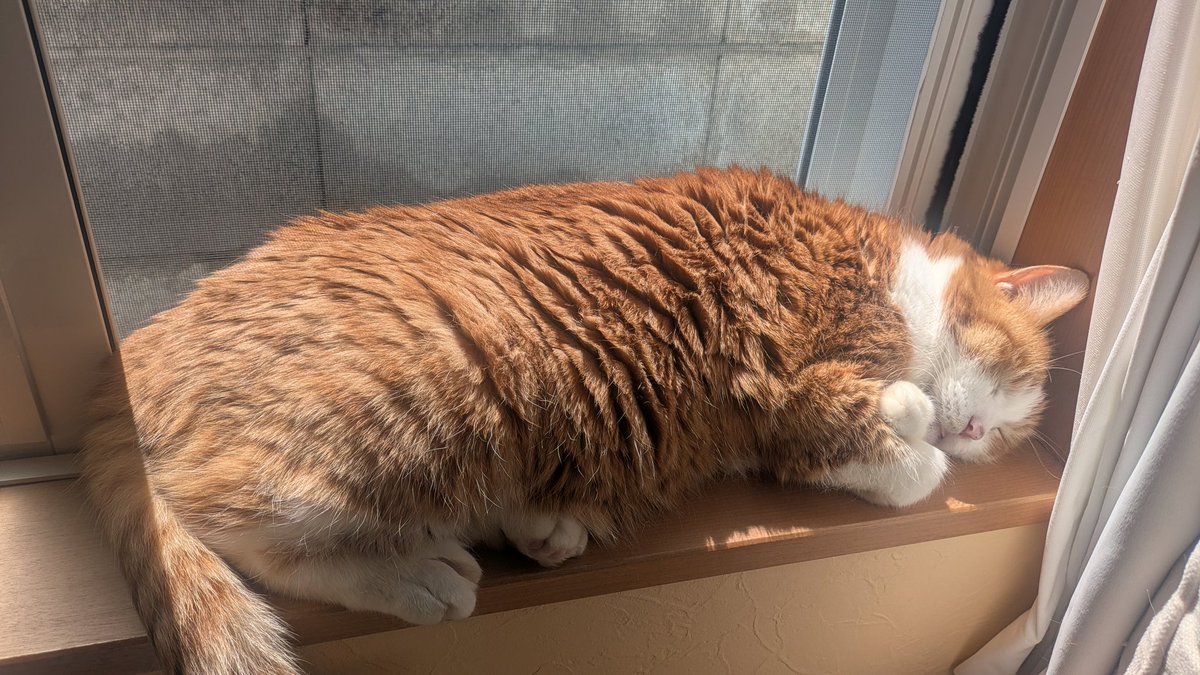 家登みろく＠森の座（旧・萬緑） tweet media