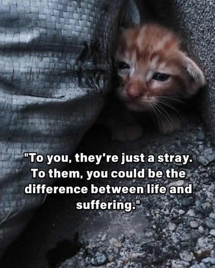 Fay Pan 🐾🐾🐾🐾🐾🐾 tweet media