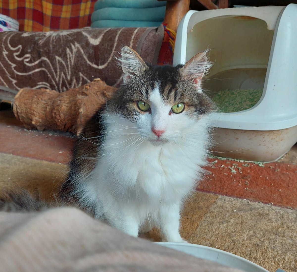 Kotkowo Pomocowo 😺 tweet media