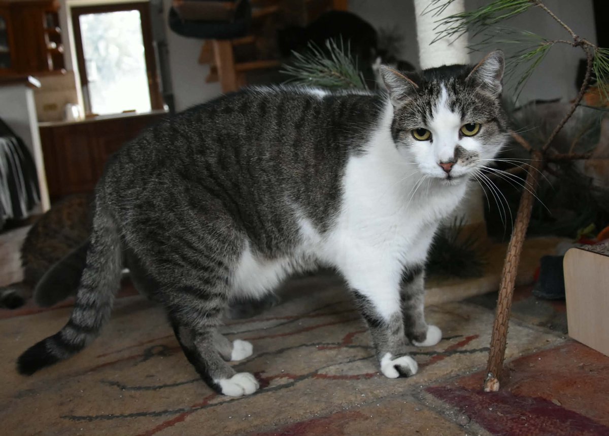 Koty w głowie 🐈 tweet media