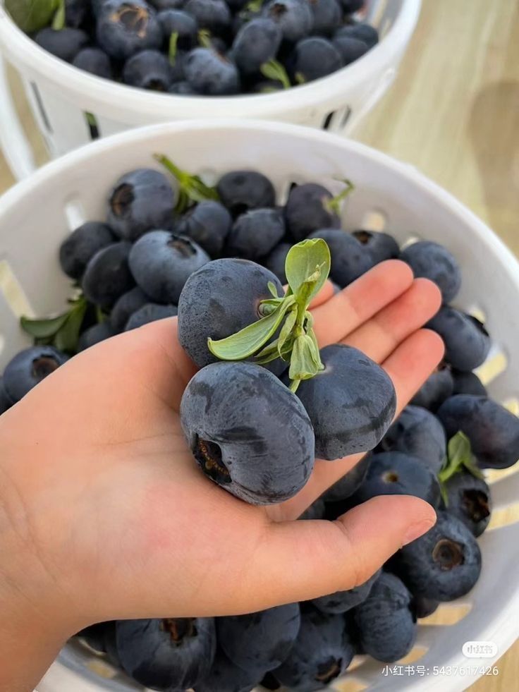 Food&healthyfruits tweet media