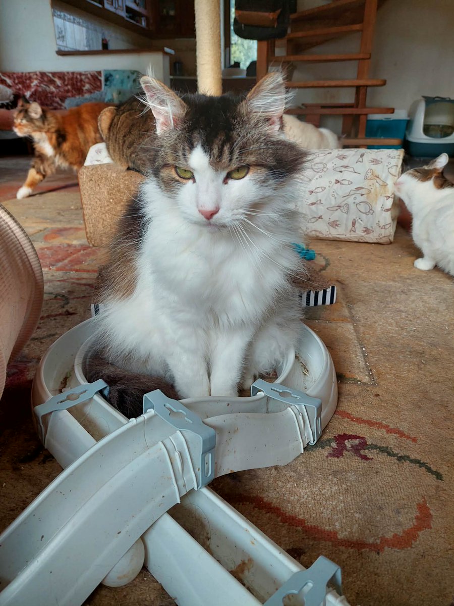 Kotkowo Pomocowo 😺 tweet media