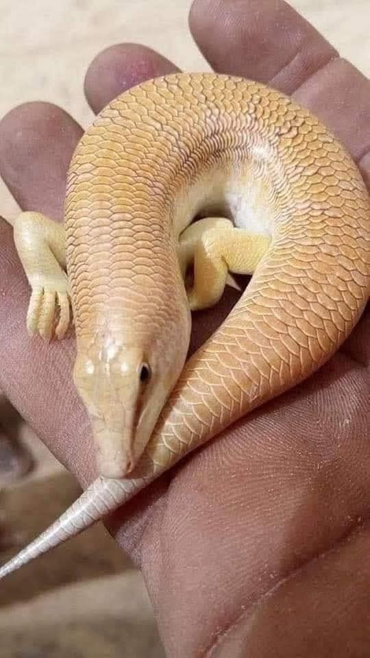 ابو ركان🇩🇿 tweet media