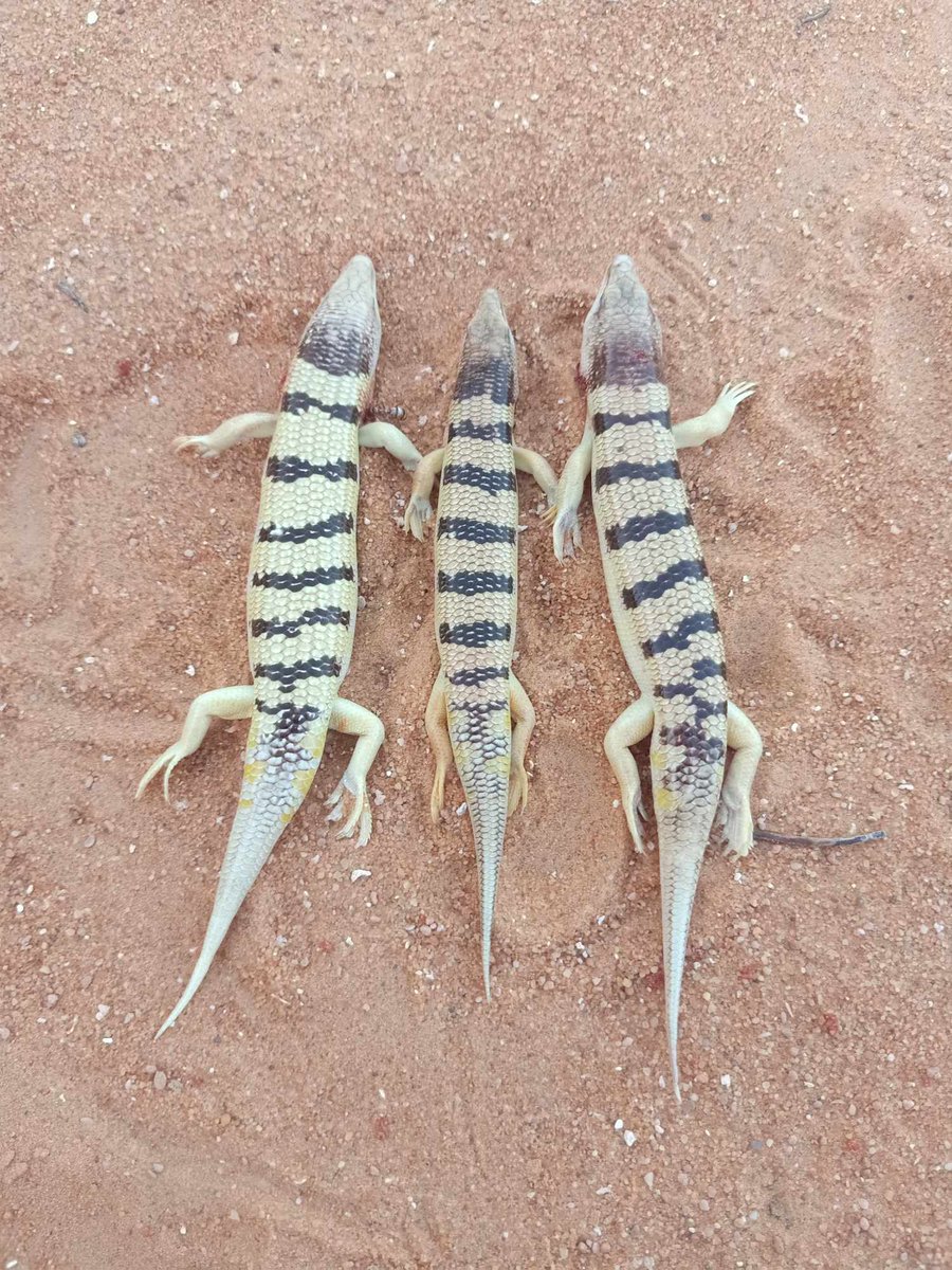 ابو ركان🇩🇿 tweet media