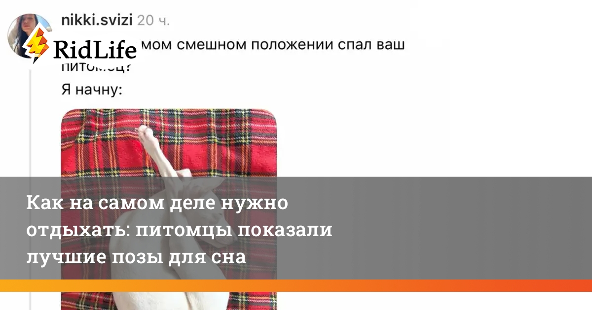 Rid_Life's tweet image. Как на самом деле нужно отдыхать: питомцы показали лучшие позы для сна
Буквально мы после тяжелой рабочей недели.

#юмор #животные #сон #питомцы #позы ridlife.ru/kak-na-samom-d…