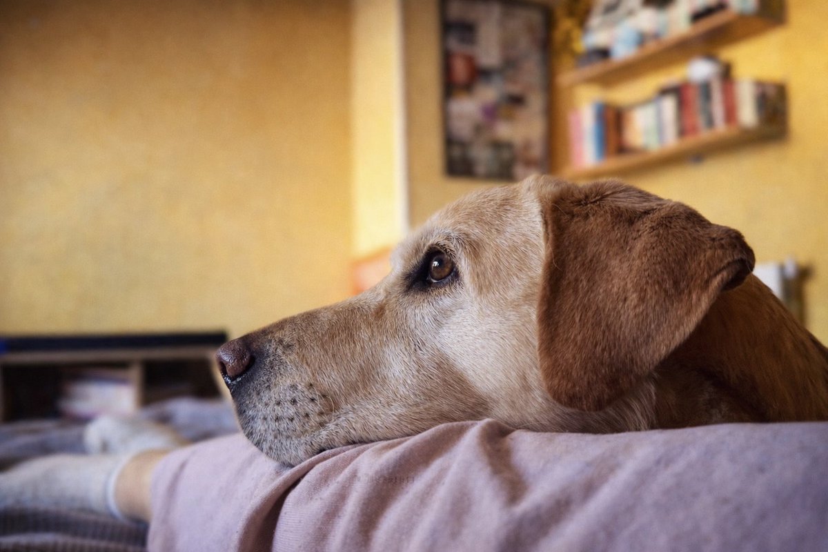 Шопкиня tweet media