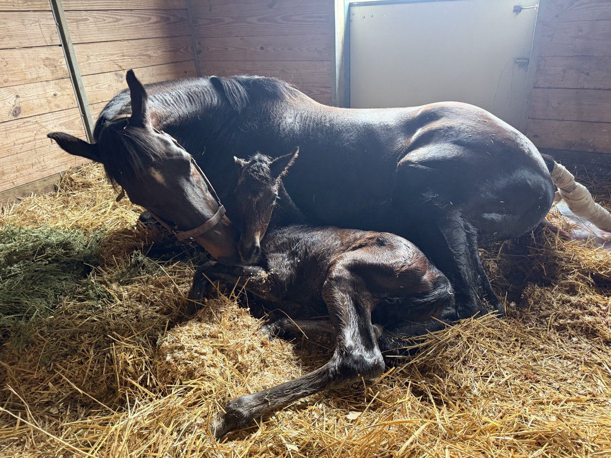 ToothyTisha's tweet photo. Nashi delivered a big, healthy, strong colt yesterday at 5pm! He was running circles around his momma within a few hours! He is sired by My Prankster,  standing @osullivan1939 .❤️ https://t.co/h85Mj6qrDg
