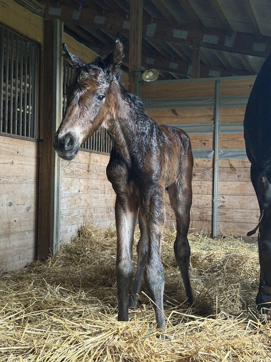 ToothyTisha's tweet photo. Nashi delivered a big, healthy, strong colt yesterday at 5pm! He was running circles around his momma within a few hours! He is sired by My Prankster,  standing @osullivan1939 .❤️ https://t.co/h85Mj6qrDg