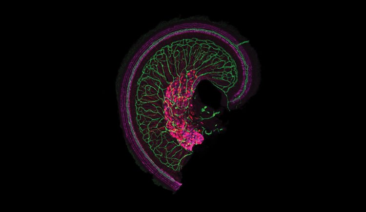 Night Sky Today tweet media