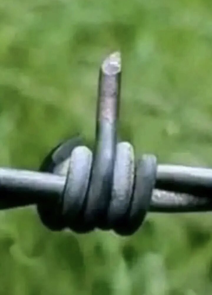 Son of Din tweet media