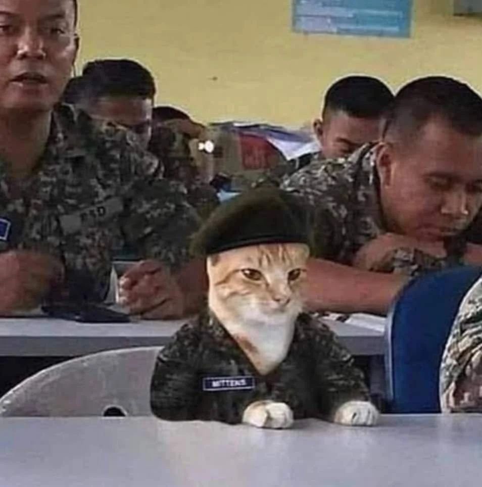 Punch Cat tweet media