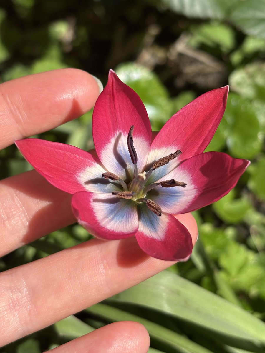 Dr Juliet Turner tweet media