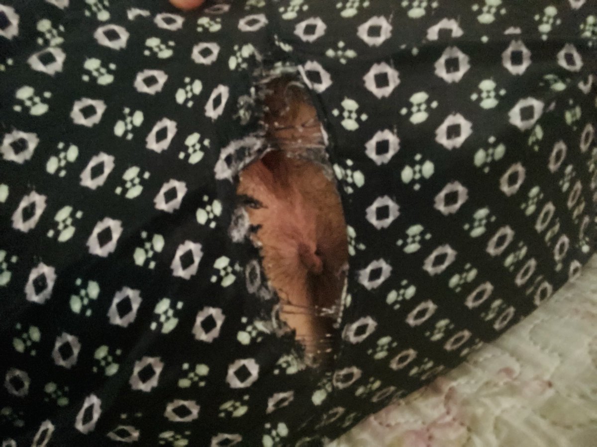 Nih 🏳️‍⚧️ homem trans tweet media