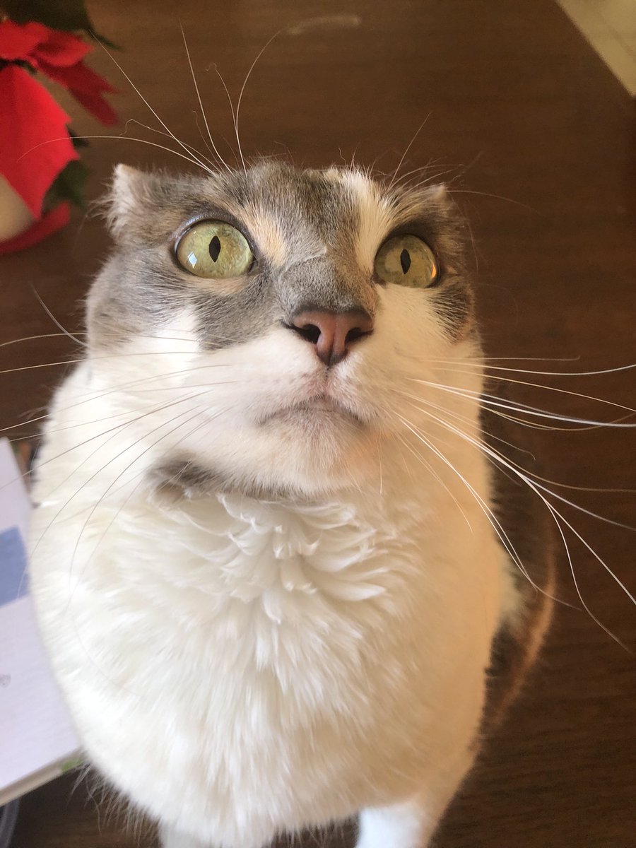 Charlie ☀🪻 | #1 Lester Papadopoulos fan tweet media