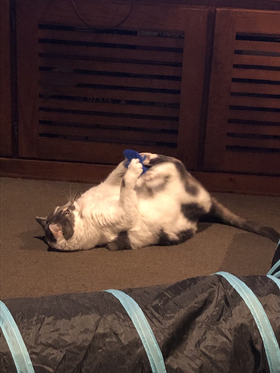 Charlie ☀🪻 | #1 Lester Papadopoulos fan tweet media