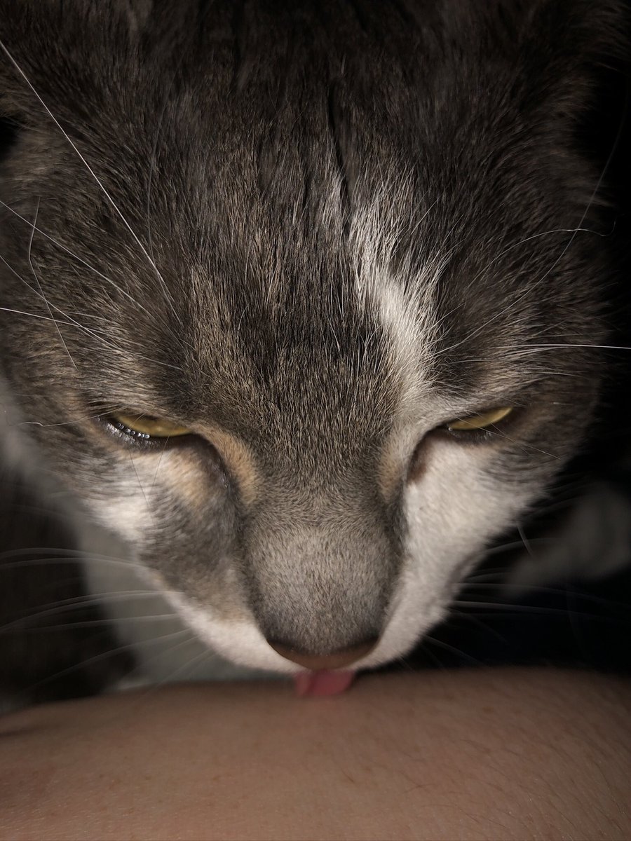 Charlie ☀🪻 | #1 Lester Papadopoulos fan tweet media