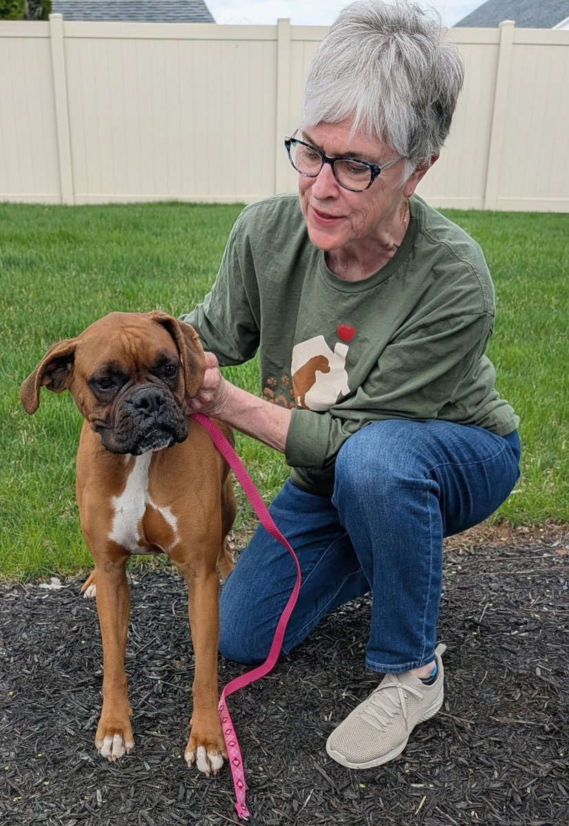 adopt_boxer's tweet photo. Welcome Nashville. Today is her lucky day. She never was able to have a litter so the Amish couple got rid of her. She’s 4 yrs old . She lived outside her whole life. Up to date on shots (a miracle ) she’s friendly and about 55 lbs . Fostered in Mechanicsburg PA. #boxerdogs #dogs https://t.co/Xfs26IKbTp