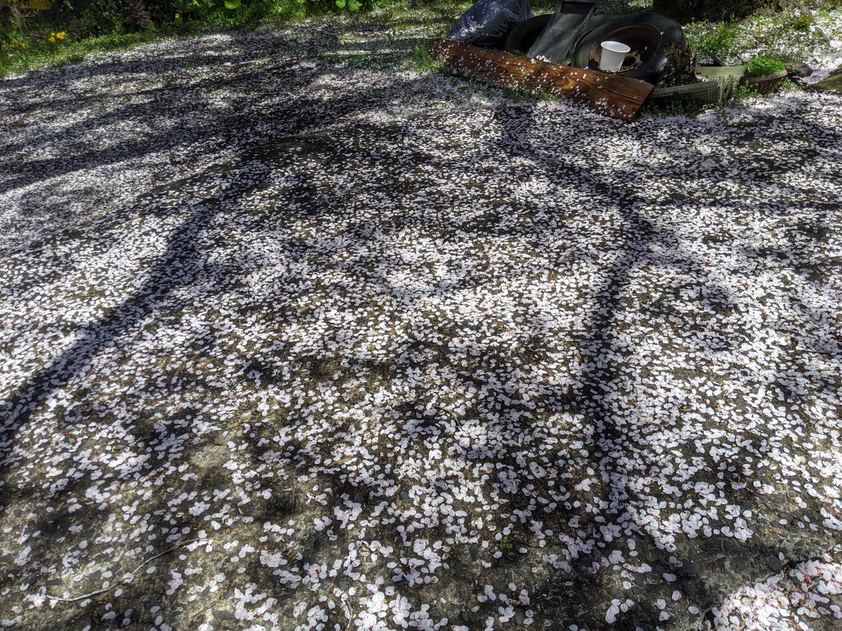 亀ちゃん tweet media