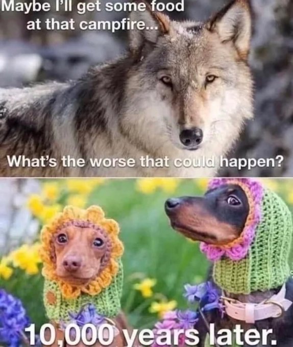 Live from Liz Warren's teepee tweet media