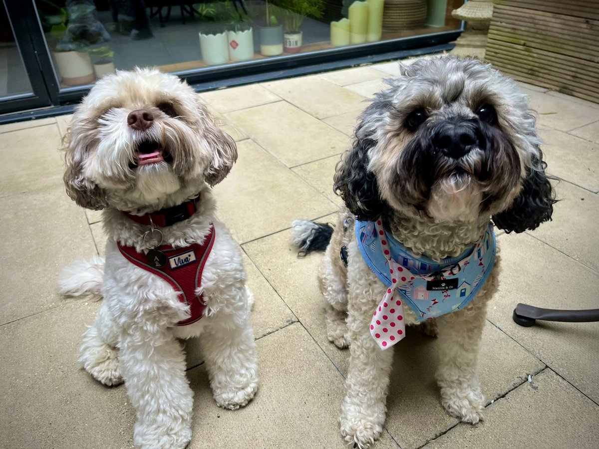 Malcolm & Baby Dog tweet media