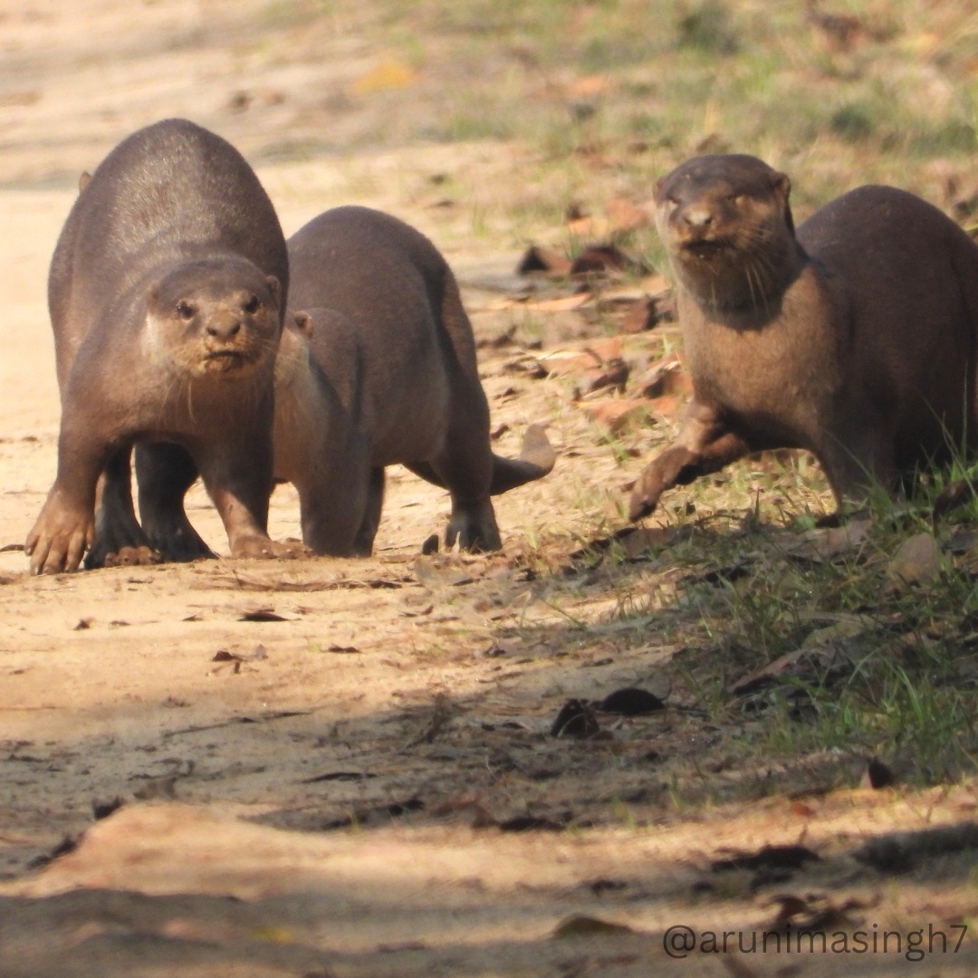 Turtle Survival Alliance INDIA tweet media