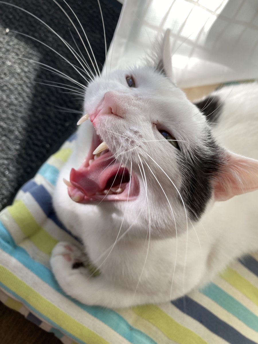 Papou de Vivaldi 🐾 tweet media