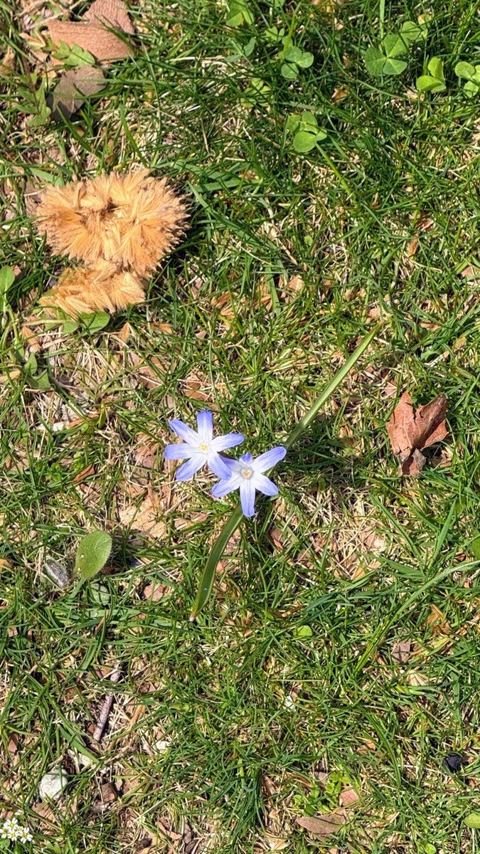 Spring trying to spring here in NY 😭