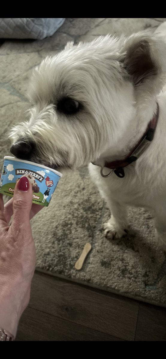 Albert the westie tweet media