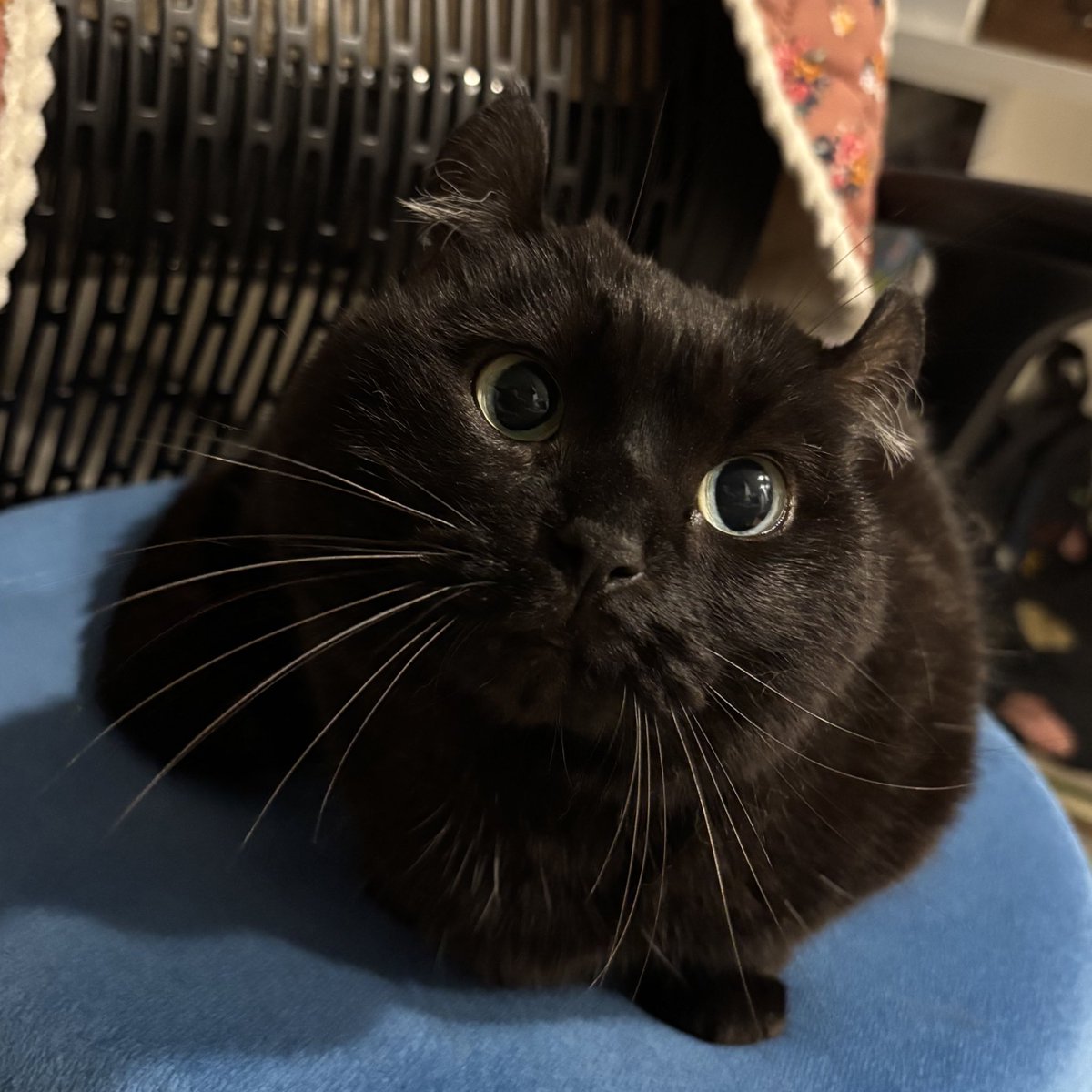 돌리스타 tweet media