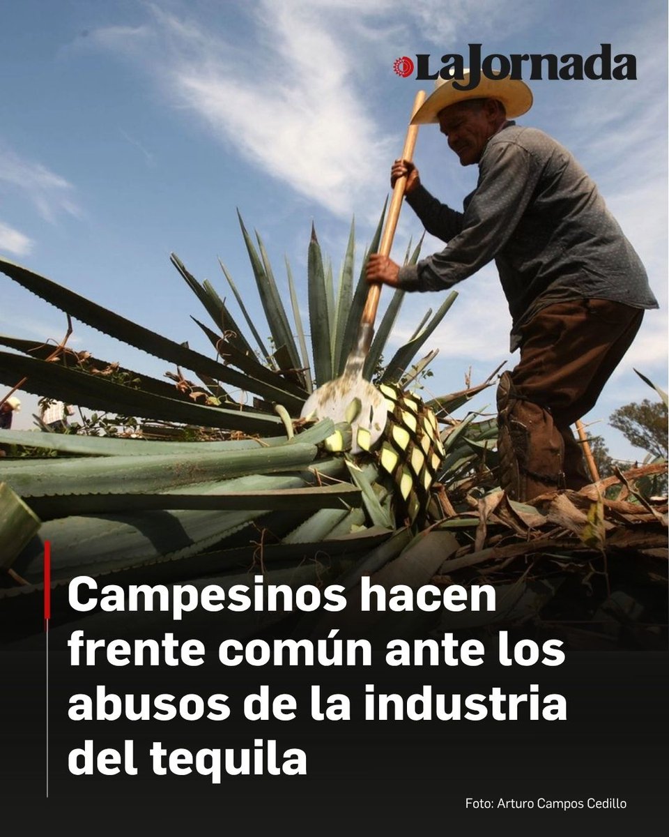lajornadaonline's tweet photo. 🪴 Productores de agave de 5 estados se unen contra los acaparadores

El objetivo es tener una mayor influencia.

El precio del kilo del agave cayó de 35 a un peso en 4 años y están bajo acecho de coyotes, denuncian.

Los industriales del tequila se han adueñado de casi todo el proceso de elaboración.

Lee más aquí 👇
https://t.co/JljwMJJF2x