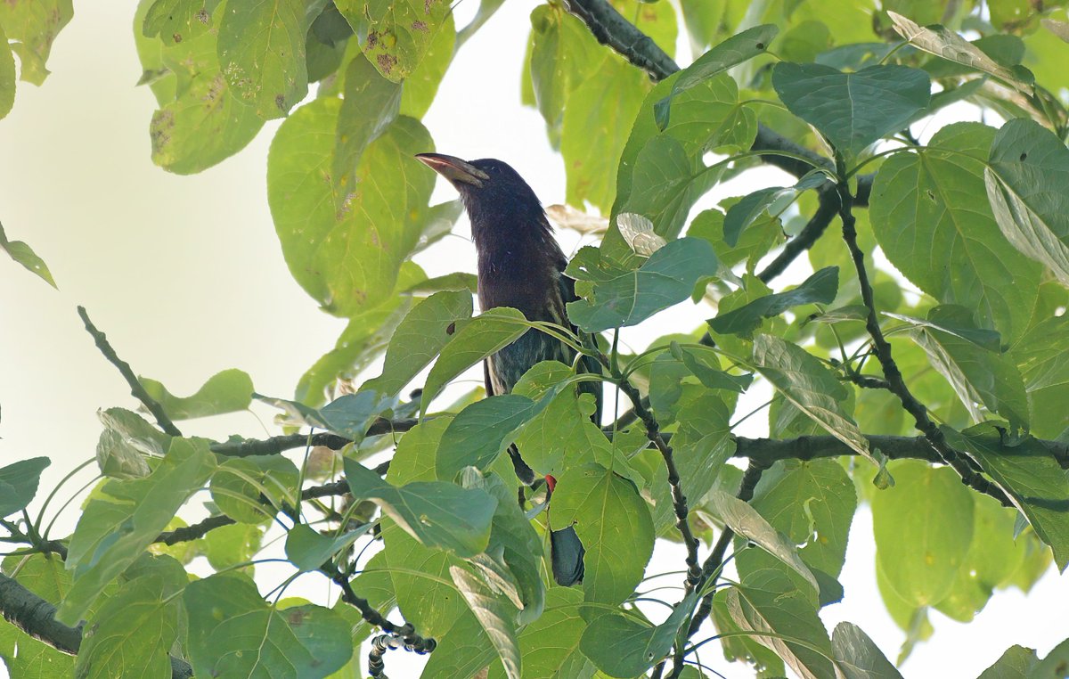 Ali Usman Baig tweet media