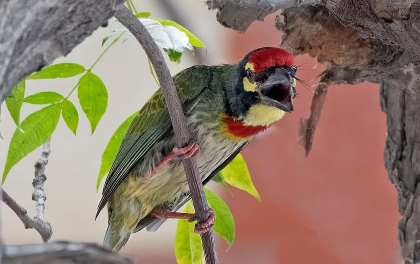 Ali Usman Baig tweet media