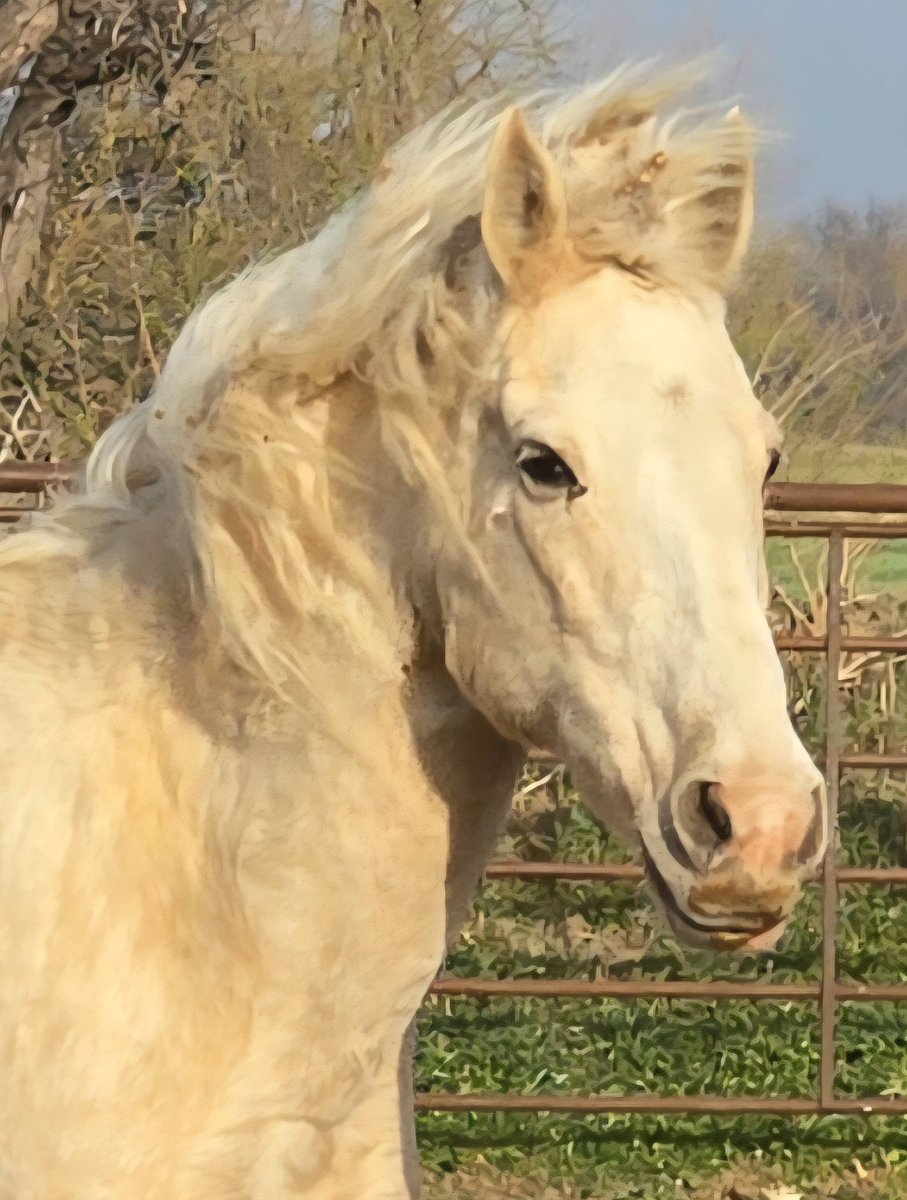 WildCorp's tweet image. #HorseLovers #Share #donate #repost We're picking up the gorgeous BLM gelding tomorrow &amp;amp; can also pickup a 14 year old BLM gelding $1100 &amp;amp; $210 qt  in the morning if we receive donations in time.  paypal.com/donate/?hosted… venmo.com/u/SaveourWildH…