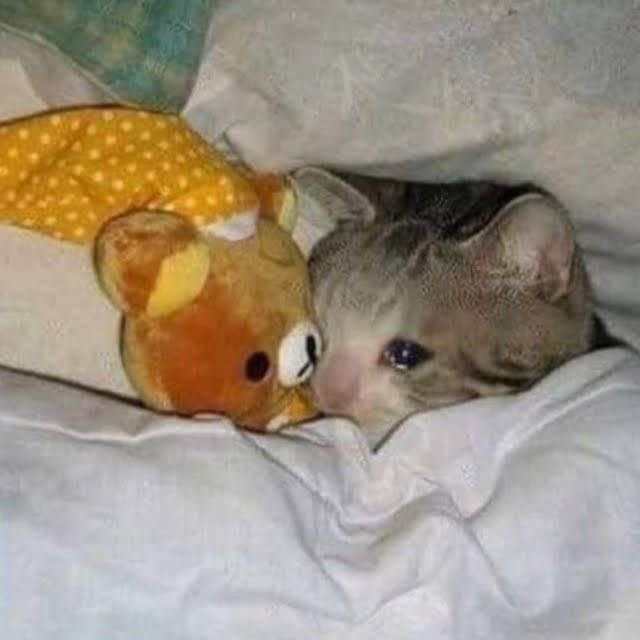 𝗵𝘆𝗲𝗼𝗻𝗶｡｡♡ tweet media