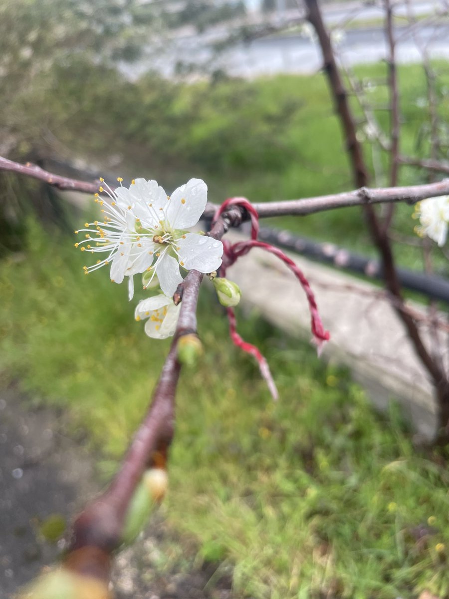 Esra Derle tweet media