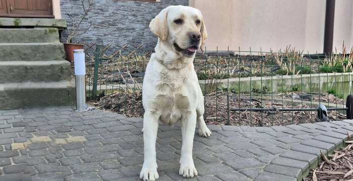 adopcje labradorów tweet media