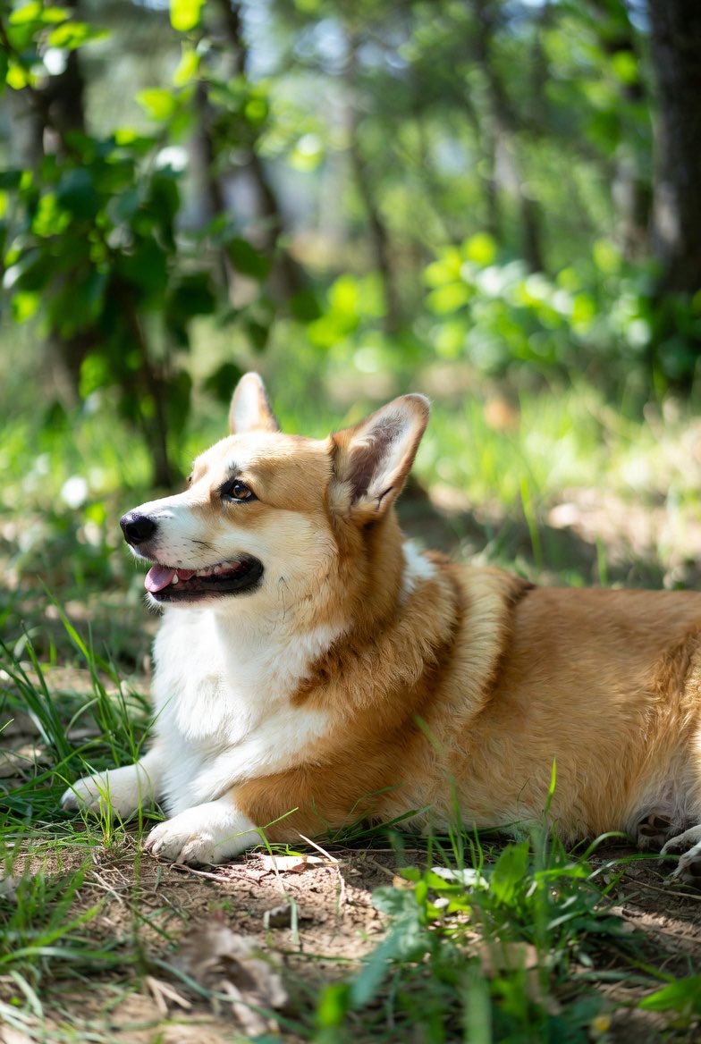 CorgiCoin tweet media