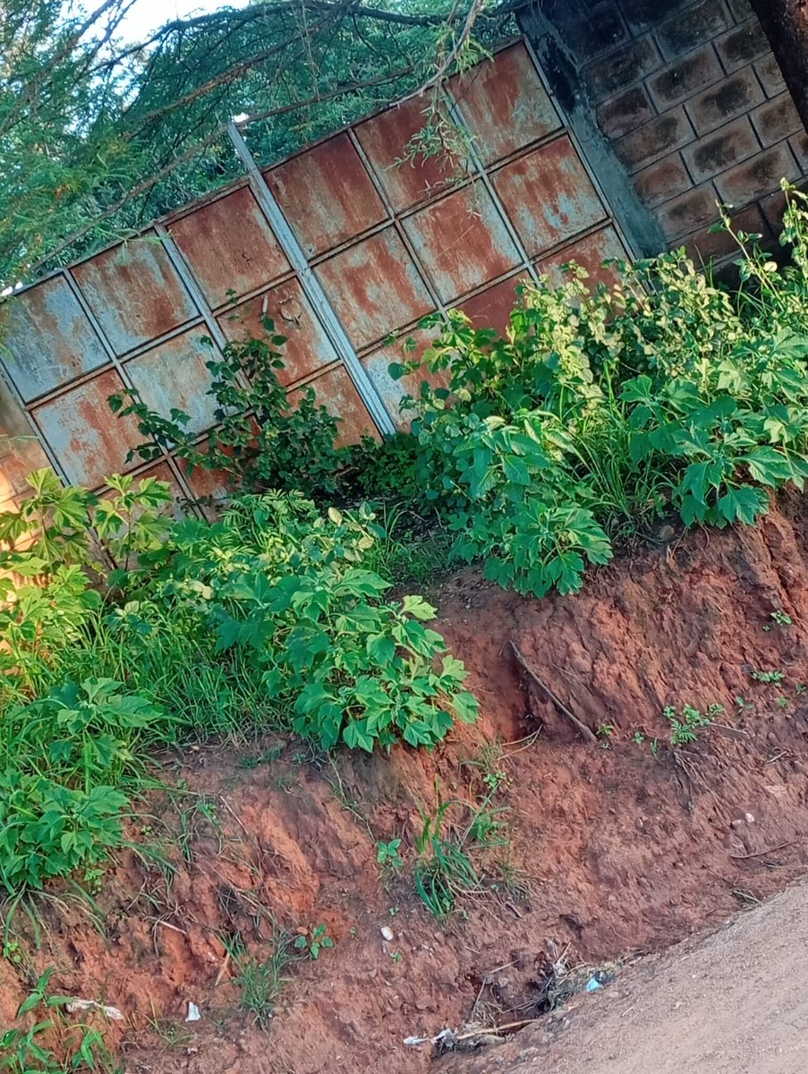 Ignatius tweet media