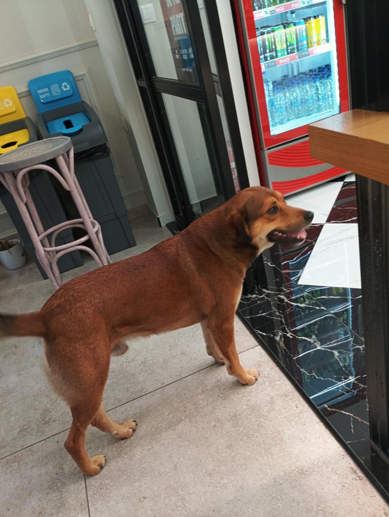 Δάφνη Πικροδάφνη tweet media