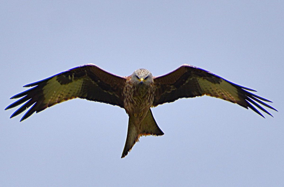 TimMarcus22's tweet photo. This Red Kite appeared to be closely following proceedings whilst I was photographing Addlestone Vs Tooting &amp; Mitcham Utd U23s today!
@iamsam28 
@OfficialTmufc 
@shimmers58 https://t.co/slPZ5kMRpT