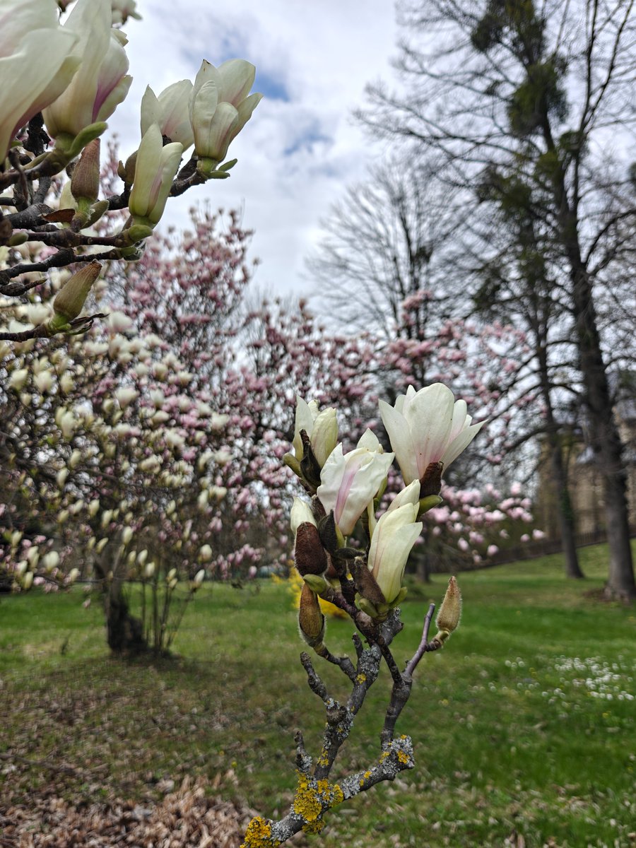 anysu's tweet photo. Spring magic in the garden 🌸✨
Soft magnolia blossoms framed by fresh greenery and bright yellow forsythia.
Joined the #TreesInBloom challenge 🌿

#springvibes #naturelovers #blossom #photography

https://t.co/k1Sc3c6Rcc https://t.co/tcu7ikdATk