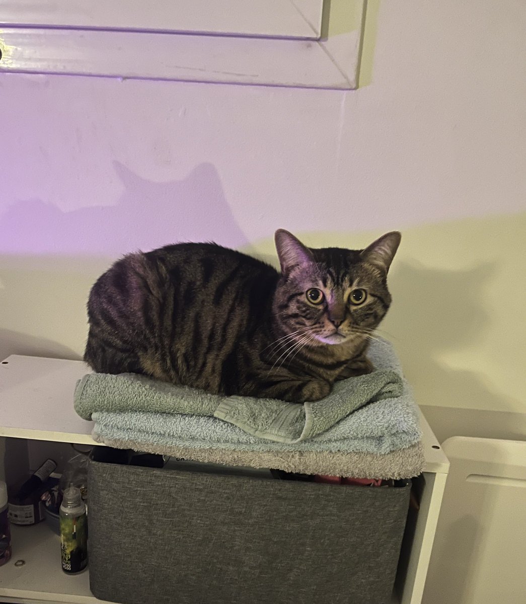 Alix in chains tweet media