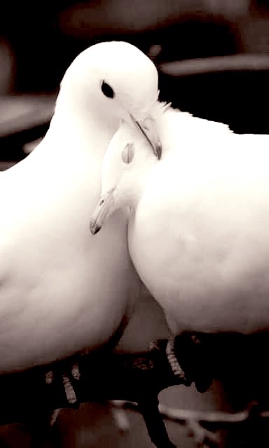abarry_a's tweet photo. ما أنْ رأَتْ عيْنَيْهِ إلا وارْتَمَتْ
في صدْرِ عاشِقِها بدمعٍ تبْسُمُ

لتغيبَ في أحضانِهِ وكأنَّما
هِيَ رُوحُهُ بيْنَ الضُّلوعِ تَنَعَّمُ

دخلَتْ جِنانَ هَنائِه في لحظةٍ
لتَرُمَّ جُرْحًا كانَ يَوْمًا يُؤلِمُ

لِتعيشَ دُنْيا لمْ تعِشْ يومًا بِها
تَرْجُو الأمانَ بقُرْبِهِ تَتَوَسَُمُ

وكأنَّها حِينَ ارْتَمَتْ في صَدْرِهِ
وَجَدَ الحياةَ بُعَيْدَ مَوْتٍ يجْثُمُ

غَيْثٌ تَنَزَّلَ في صَحارَى رُوحِهِ
فرَوَى العُروقَ وأزْهَرَ المُتَحطِّمُ

وبذاكَ كانا كالغريقِ وطَوْقِهِ
في مَوْجِ بحرٍ غادِرٍ لا يرْحَمُ

عَبَراهُ حُبًّا والسَّعادَةُ زَوْرَقٌ
فَصَفا الزَّمانُ وهَلْ تُراهُ سَيُعْتِمُ 

عادل بري
#المدينة_المنورة