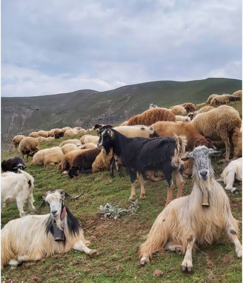 دختر کویر🇮🇷 فالو=بک tweet media
