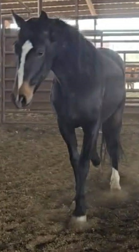 WildCorp's tweet image. #HorseLovers #Share #donate #repost We're picking up the gorgeous BLM gelding tomorrow &amp;amp; can also pickup a 14 year old BLM gelding $1100 &amp;amp; $210 qt  in the morning if we receive donations in time.  paypal.com/donate/?hosted… venmo.com/u/SaveourWildH…