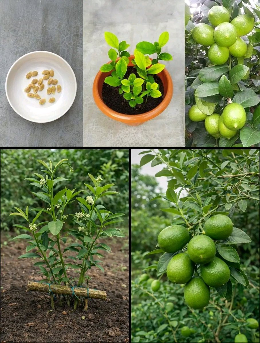 Kwizera eric 🇷🇼 tweet media