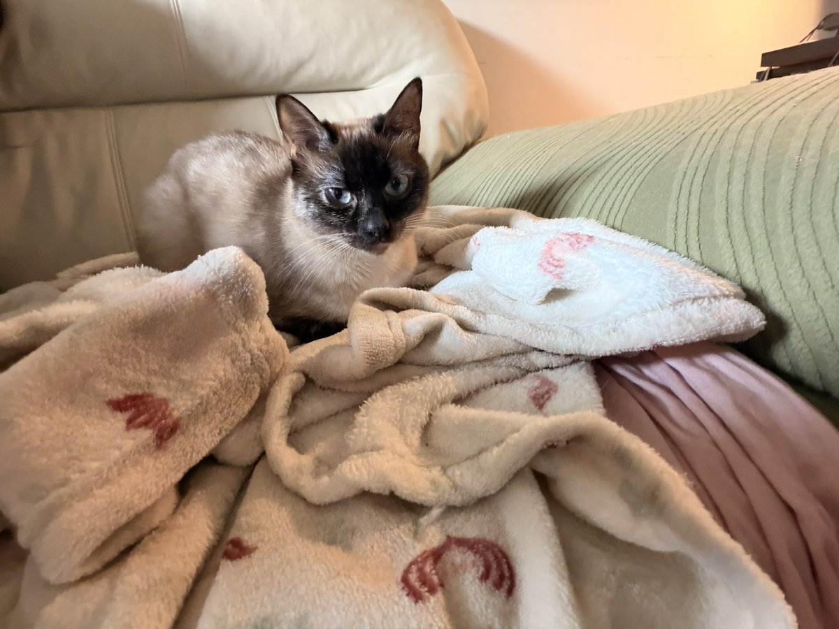 dawn 🌄 tweet media