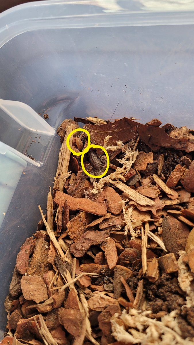 thefatpillbug's tweet photo. Forgot to post my pillbugs when I got them https://t.co/y7hjYZwu3e