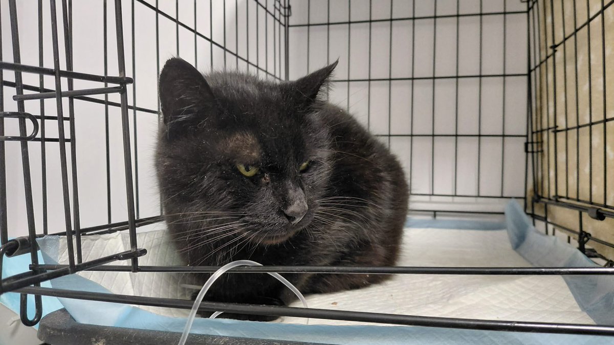 Koty w głowie 🐈 tweet media